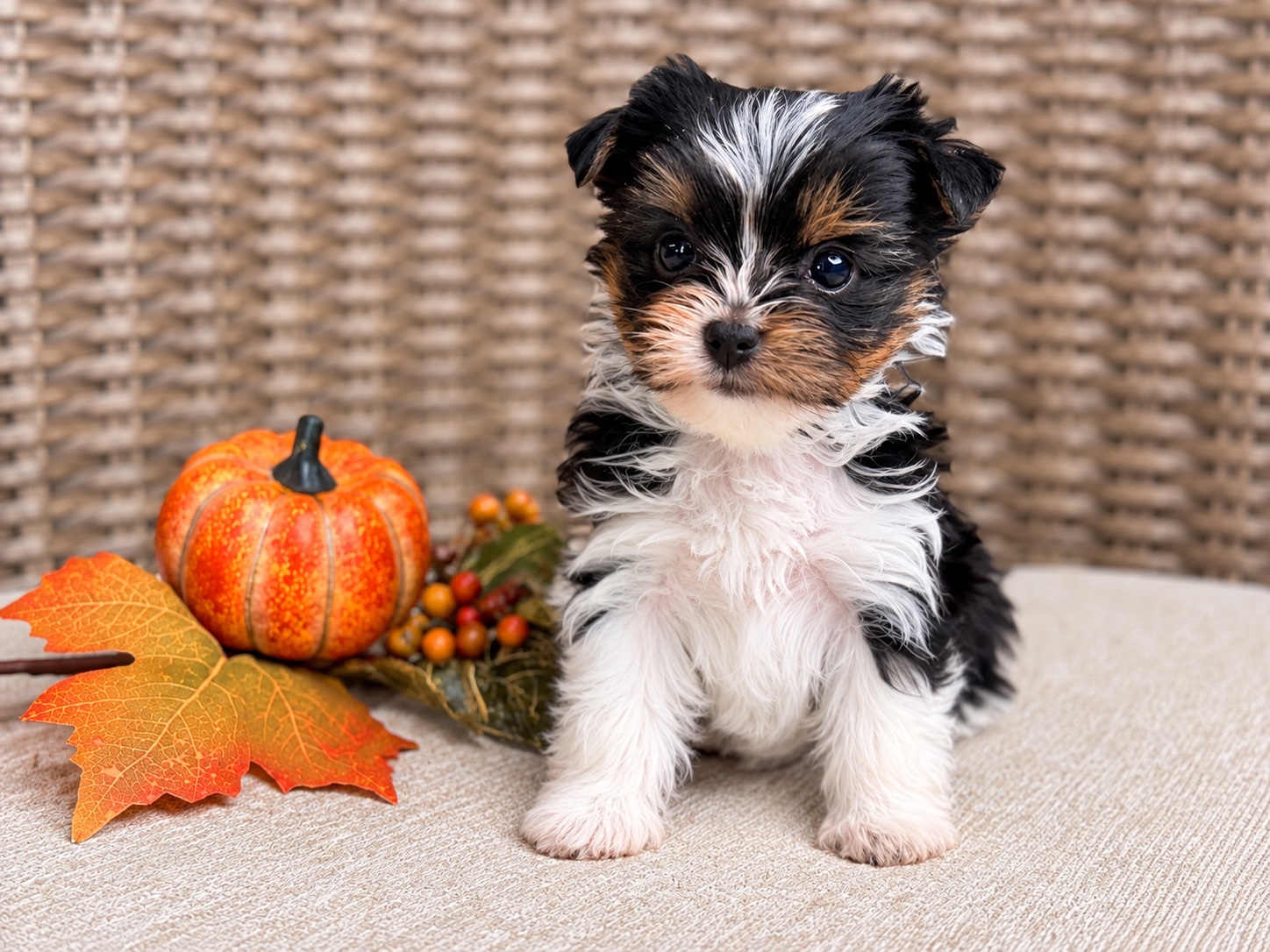 Wednesday, black & white parti Yorkshire Terrier puppy — photo 6 of 21